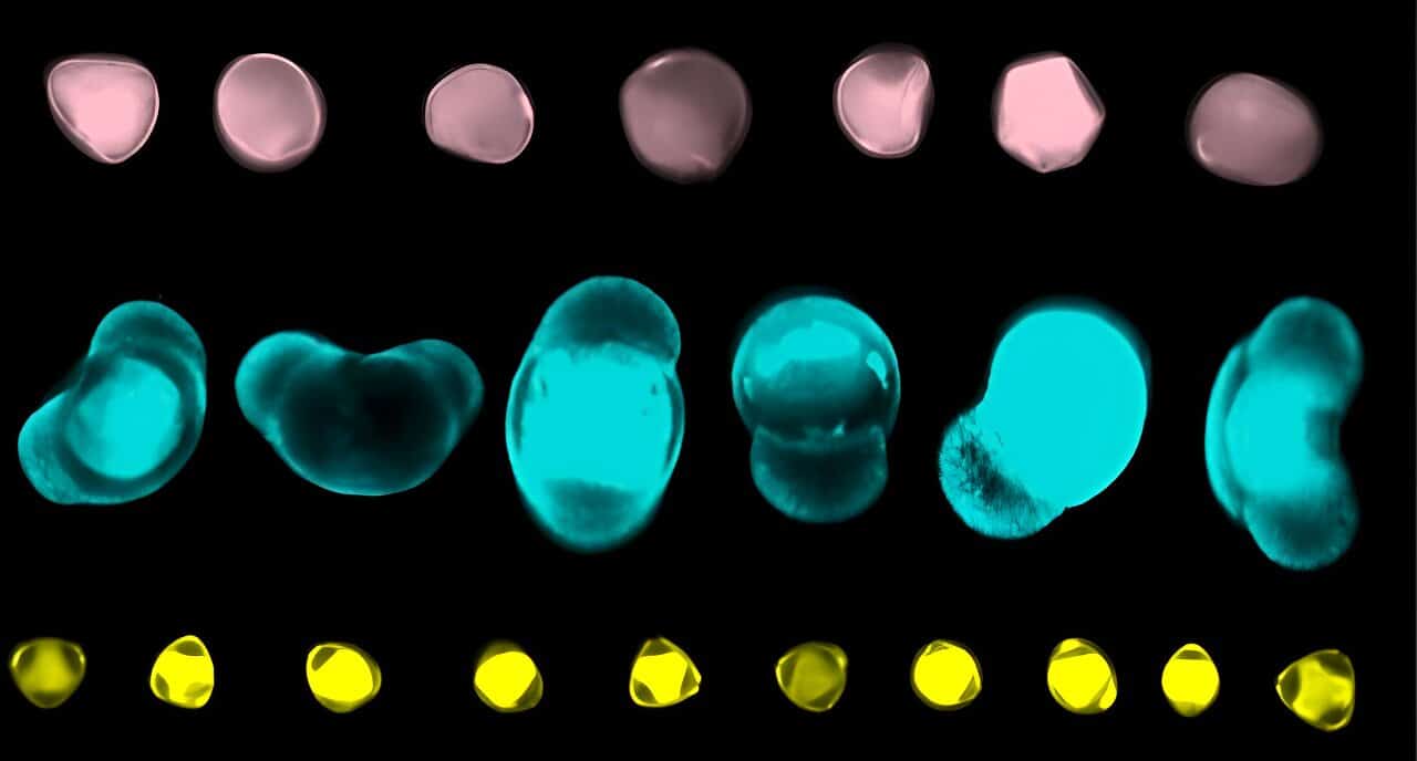 Artificial intelligence can help build pollen mosaics of current and ancient flora
